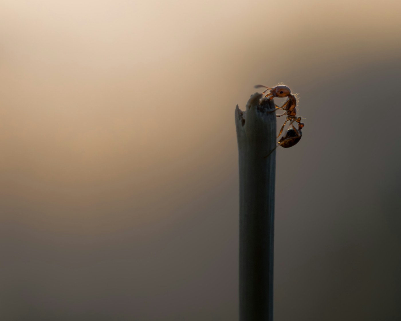 Two ants moving along a thin branch.