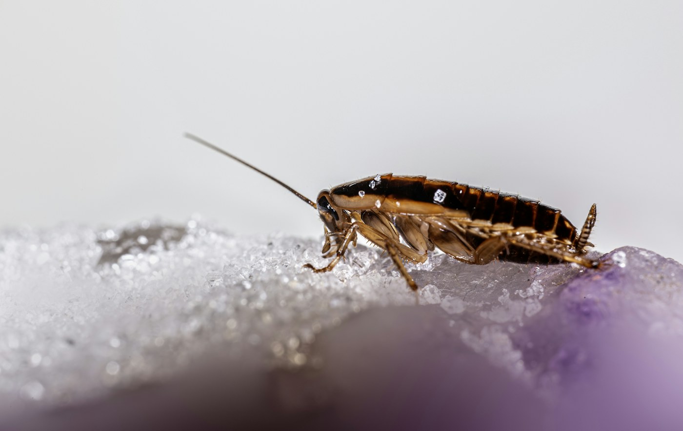 A cockroach on a dark textured surface.